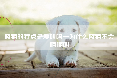 蓝猫的特点是爱叫吗—为什么蓝猫不会喵喵叫