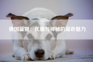 俄国蓝猫：优雅与神秘的蓝色魅力