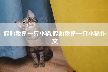 假如我是一只小猫,假如我是一只小猫作文