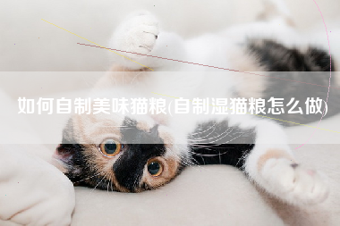 如何自制美味猫粮(自制湿猫粮怎么做)