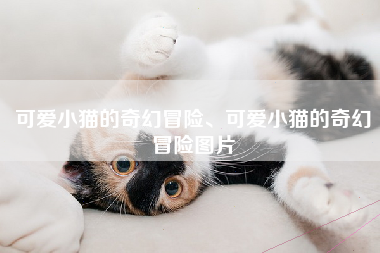 可爱小猫的奇幻冒险、可爱小猫的奇幻冒险图片