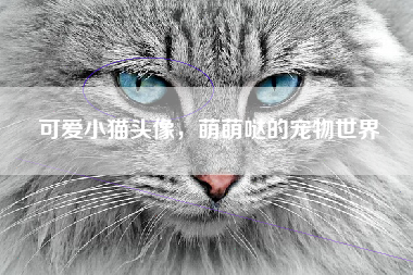 可爱小猫头像，萌萌哒的宠物世界