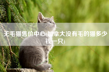 无毛猫售价中心(加拿大没有毛的猫多少钱一只)