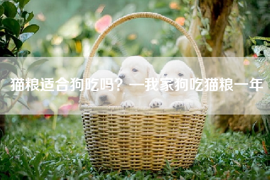 猫粮适合狗吃吗？—我家狗吃猫粮一年