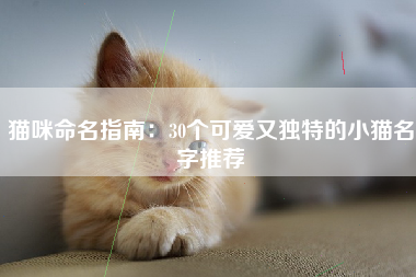 猫咪命名指南：30个可爱又独特的小猫名字推荐