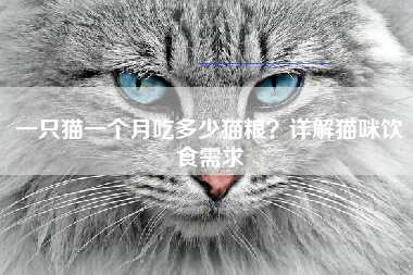 一只猫一个月吃多少猫粮？详解猫咪饮食需求