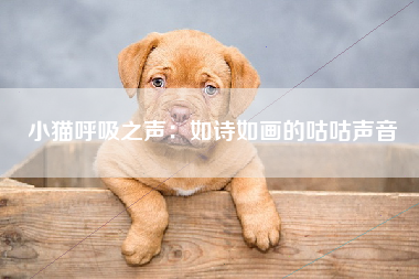 小猫呼吸之声：如诗如画的咕咕声音