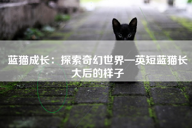 蓝猫成长：探索奇幻世界—英短蓝猫长大后的样子