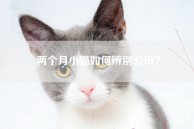 两个月小猫如何辨别公母？