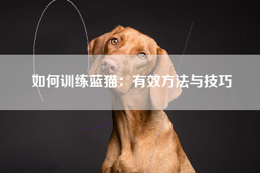 如何训练蓝猫：有效方法与技巧