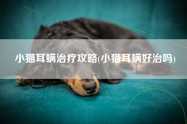 小猫耳螨治疗攻略(小猫耳螨好治吗)