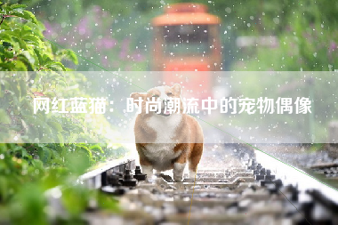 网红蓝猫：时尚潮流中的宠物偶像