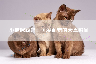 小猫咪踩奶：可爱萌宠的天真瞬间