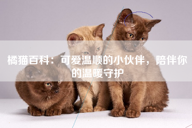 橘猫百科：可爱温顺的小伙伴，陪伴你的温暖守护