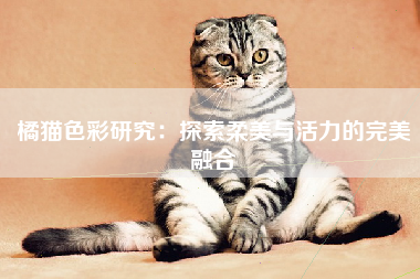 橘猫色彩研究：探索柔美与活力的完美融合