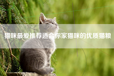 猫咪最爱推荐适合你家猫咪的优质猫粮