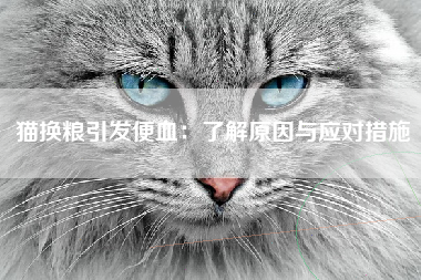 猫换粮引发便血：了解原因与应对措施