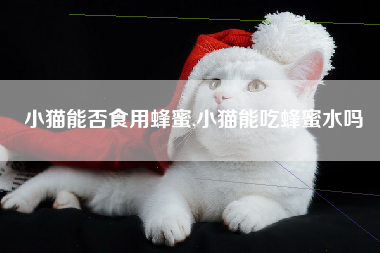 小猫能否食用蜂蜜,小猫能吃蜂蜜水吗