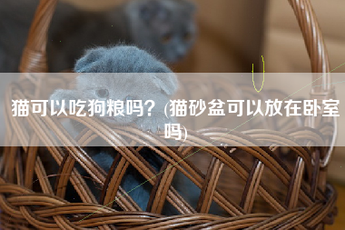 猫可以吃狗粮吗？(猫砂盆可以放在卧室吗)