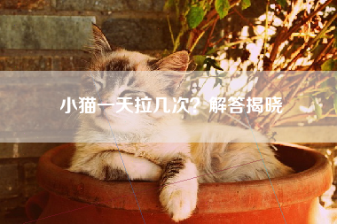 小猫一天拉几次？解答揭晓