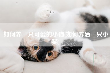 如何养一只可爱的小猫(如何养活一只小猫)