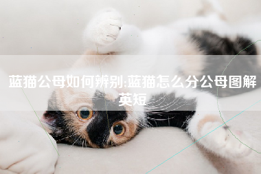 蓝猫公母如何辨别;蓝猫怎么分公母图解英短