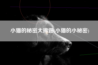 小猫的秘密大揭露(小猫的小秘密)