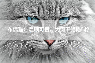 布偶猫：温顺可爱，为何不喵喵叫？