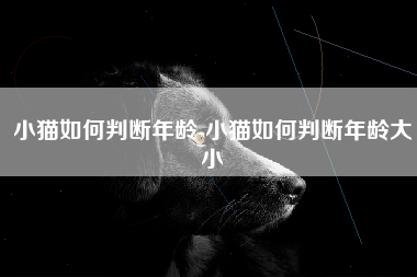 小猫如何判断年龄-小猫如何判断年龄大小