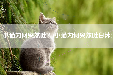 小猫为何突然吐？(小猫为何突然吐白沫)