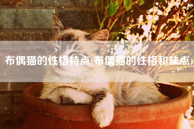 布偶猫的性格特点(布偶猫的性格和缺点)