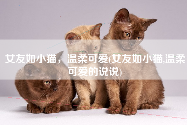 女友如小猫，温柔可爱(女友如小猫,温柔可爱的说说)