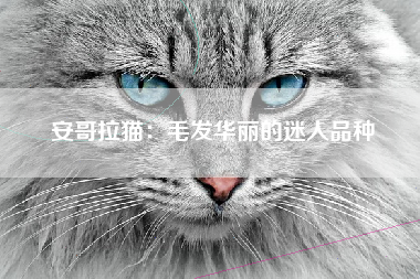 安哥拉猫：毛发华丽的迷人品种