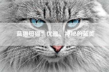 蓝猫母猫：优雅、神秘的蓝美