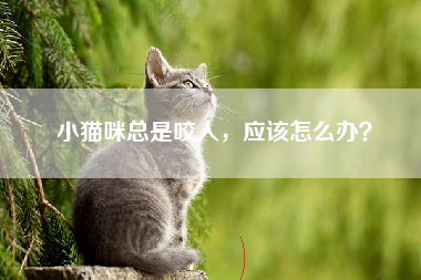 小猫咪总是咬人，应该怎么办？