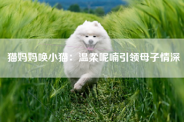 猫妈妈唤小猫：温柔呢喃引领母子情深