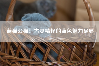 蓝猫公猫：古灵精怪的蓝色魅力尽显