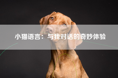 小猫语言：与我对话的奇妙体验