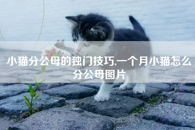 小猫分公母的独门技巧,一个月小猫怎么分公母图片