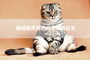 猫咪临死前的六个特殊征兆