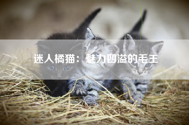 迷人橘猫：魅力四溢的毛王