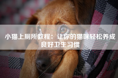 小猫上厕所教程：让你的猫咪轻松养成良好卫生习惯