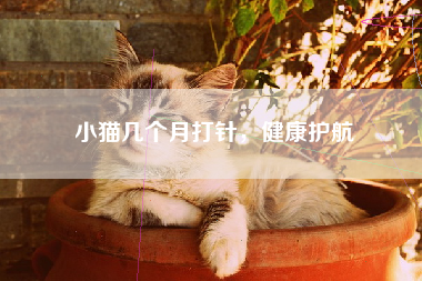 小猫几个月打针，健康护航