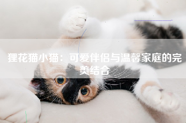 狸花猫小猫：可爱伴侣与温馨家庭的完美结合