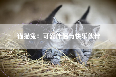 猫猫兔：可爱伴侣与快乐伙伴