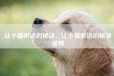 让小猫听话的秘诀、让小猫听话的秘诀视频