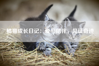 橘猫成长日记：爱与陪伴，见证奇迹