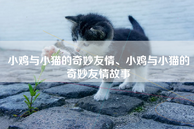 小鸡与小猫的奇妙友情、小鸡与小猫的奇妙友情故事