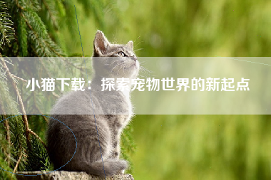 小猫下载：探索宠物世界的新起点