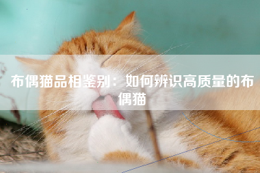 布偶猫品相鉴别：如何辨识高质量的布偶猫